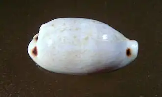 Eclogavena quadrimaculata thielei