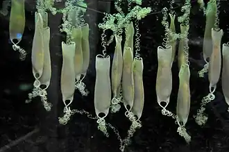 Bourses de sirènes d'une petite roussette (Scyliorhinus canicula).