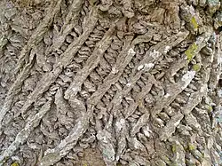 Écorce de tulipier de Virginie.