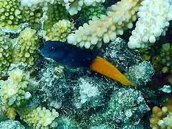 Un blennie bicolore (Ecsenius bicolor)