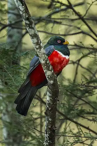 Description de l'image Ecuadorian Trogon - Ecuador S4E9606.jpg.