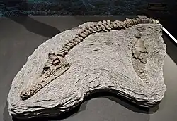 Holotype du plésiosaure polycotylide Edgarosaurus muddi Druckenmiller, 2002.