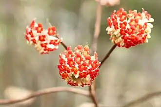 Variété jaune et rouge