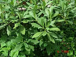 Feuilles à base cunéiforme