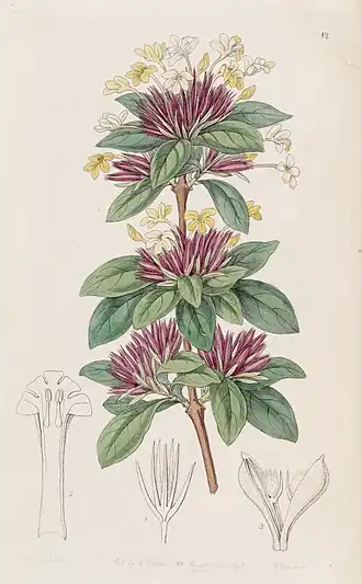 Description de l'image Edwards's botanical register (Plate 12) (8409038876).jpg.