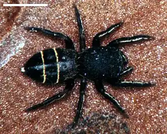 Description de cette image, également commentée ci-après