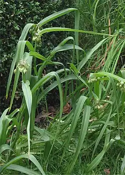 La plante en bouton.