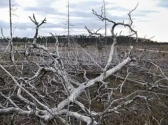 Torburgen seen from the land below the hill some years after the great fire