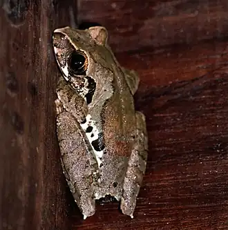 Description de l'image Efulen Forest Treefrog (Leptopelis calcaratus) (7645726788).jpg.