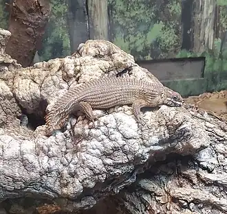 Description de l'image Egernia hosmeri.jpg.