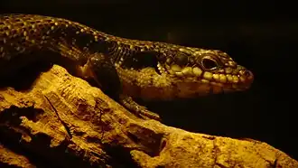 Ménagerie du jardin des plantes - Paris/France