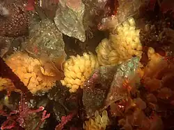 Pteropurpura trialata en pleine ponte