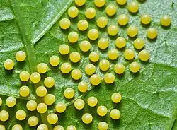 Œufs d'Acraea terpsicore.