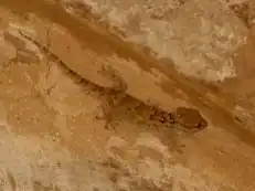 Description de l'image Egyptian Sand Gecko (Stenodactylus petrii), Karamis, Egypt.jpg.