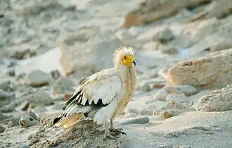 Vautour percnoptère à Socotra (Yémen) en juillet 2020.