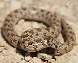 Description de l'image Eirenis lineomaculatus.jpg.