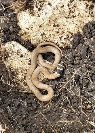 Description de l'image Eirenis rothii טלוא-ראש.JPG.