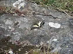 Papillon Machaon près d'Ekenäs (Sydkoster)