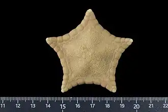 Eknomiaster horologium