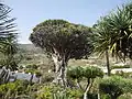 Dracaena draco, Icod de los Vinos, Tenerife