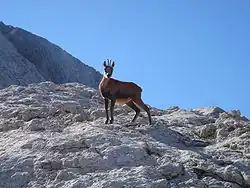 Vue sur un isard au milieu des montagnes enneigées.
