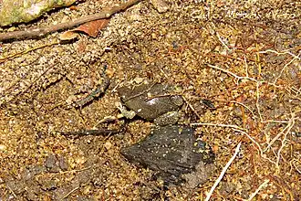 Description de l'image Elachistocleis piauiensis imported from iNaturalist photo 9787288 on 17 April 2022.jpg.