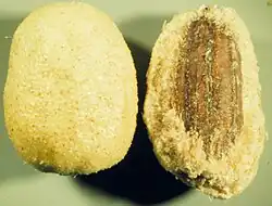 Coupe montrant l'akène englobé dans l'hypanthe charnu.