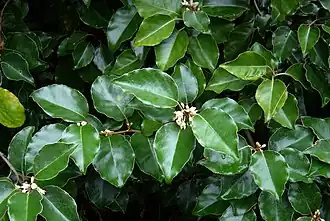 Description de l'image Elaeagnus macrophylla - Flickr - peganum.jpg.