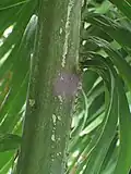 Base du limbe d'une feuille de Elaeis oleifera (population de Guyane)
