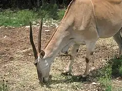 Éland (Taurotragus oryx).