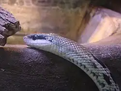 Orthriophis taeniurus friesei