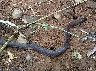 Description de l'image Elapoidis fusca 166539771 (cropped).jpg.