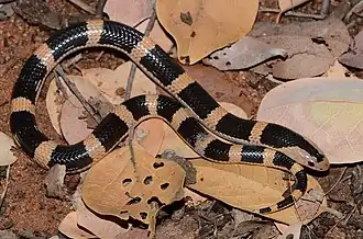 Description de l'image Elapsoidea sundevallii 81132770.jpg.