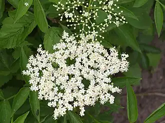 Sureau(Sambucus nigra).
