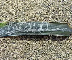 Electra posidoniae, un bryozoaire épiphyte.