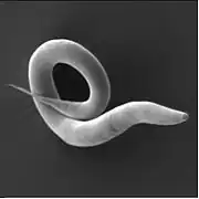 Caenorhabditis elegans, un nématode
