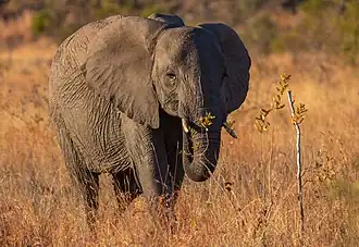 Un éléphant de savane d'Afrique dans le Parc national Kruger.