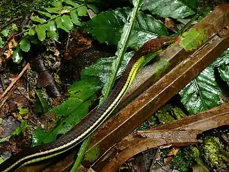 Description de l'image Elegant Bronzeback (Dendrelaphis formosus) (8417383360).jpg.