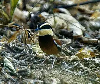 Description de cette image, également commentée ci-après