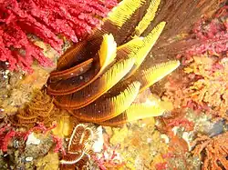 A Miller's Point en Afrique du Sud.