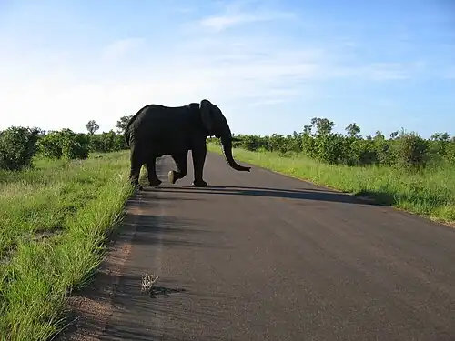 Un Éléphant dans le parc national Kruger dans le Lowveld.