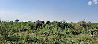 Savane du Queen Elizaeth National Park (Ouganda)