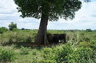 Elephas maximus dans le parc national de Uda Walawe au Sri Lanka
