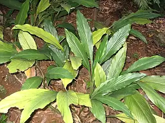 Description de cette image, également commentée ci-après