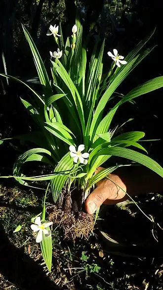 Description de cette image, également commentée ci-après