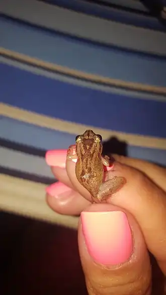 Description de l'image Eleutherodactylus cochranae 20218517.jpg.