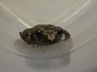 Description de l'image Eleutherodactylus cystignathoides.jpg.