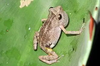 Description de l'image Eleutherodactylus dilatus imported from iNaturalist photo 355117 on 13 September 2019.jpg.