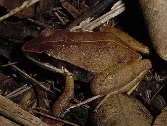 Description de l'image Eleutherodactylus dimidiatus01.jpg.