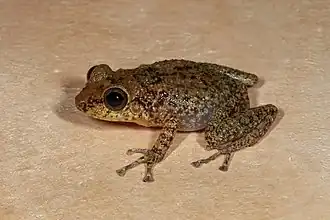 Description de l'image Eleutherodactylus flavescens imported from iNaturalist photo 49454535 on 21 April 2022.jpg.